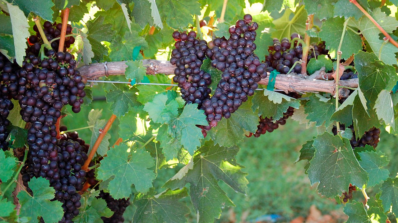 How to Grow Grapes in Florida