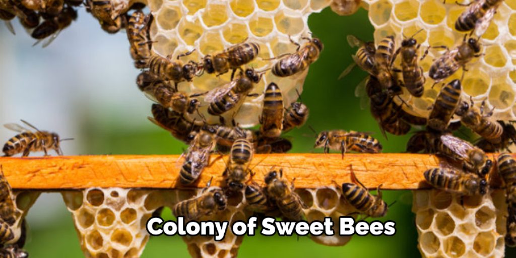 Colony of Sweet Bees