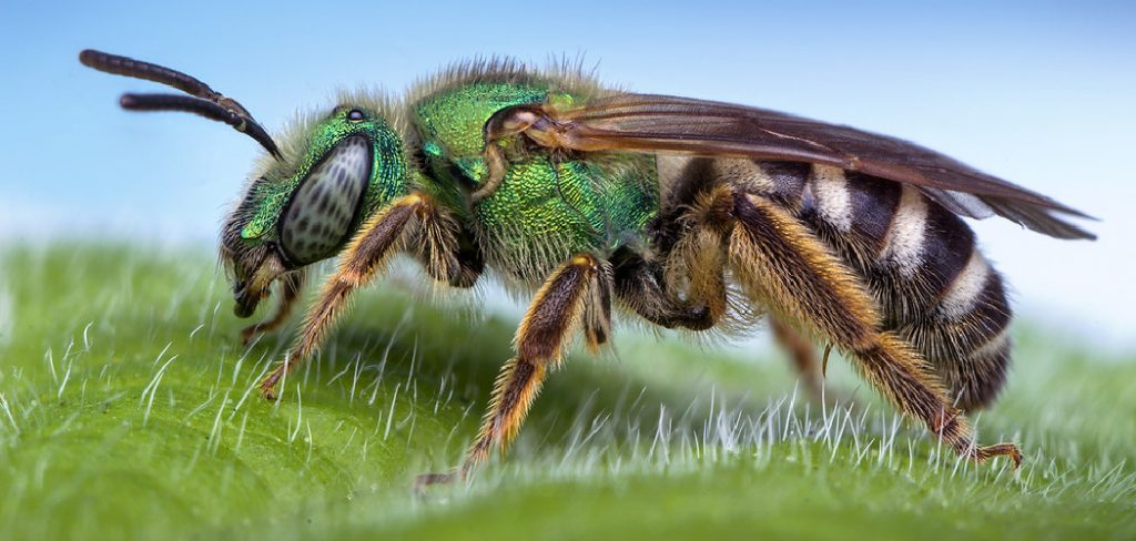 How to Deter Sweat Bees