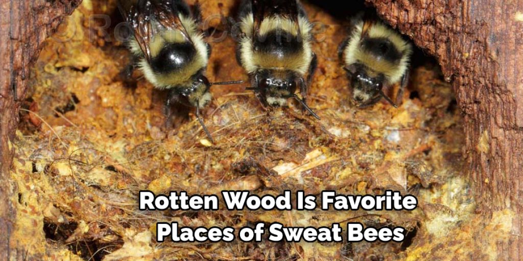 Rotten Wood Is Favorite Places of Sweat Bees