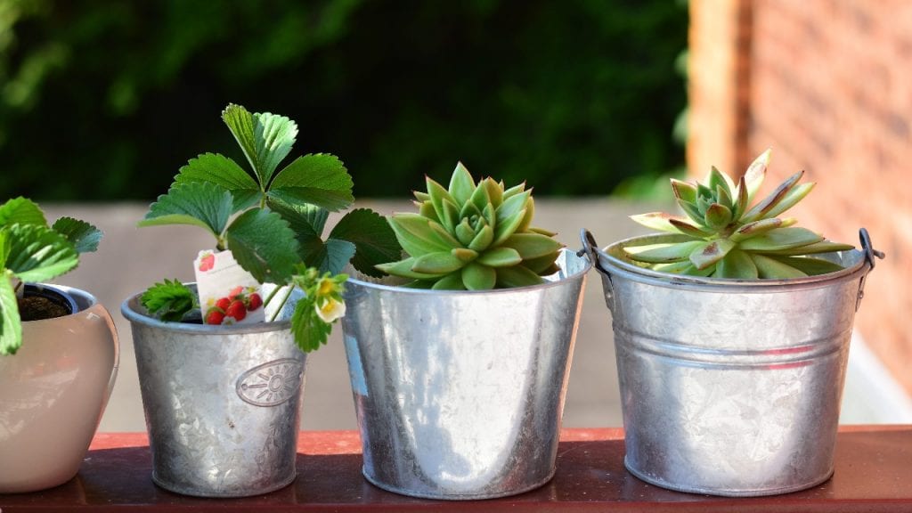 How to Wrap a Potted Plant With Burlap