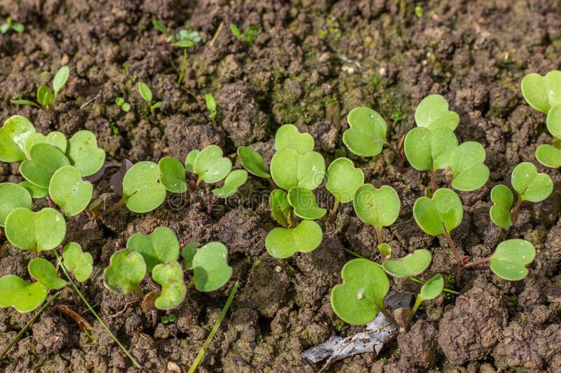 How to Harvest Arugula Seeds