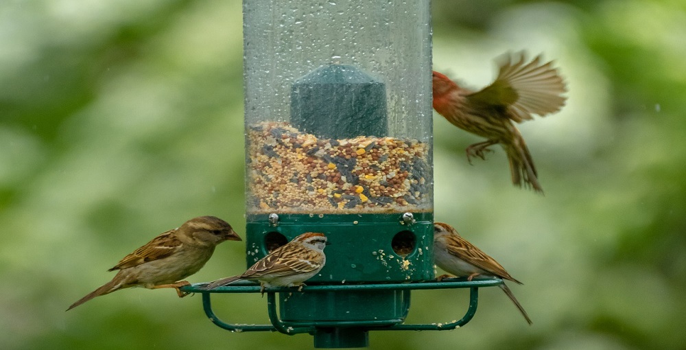 How Do You Keep Bird Seed from Molding01