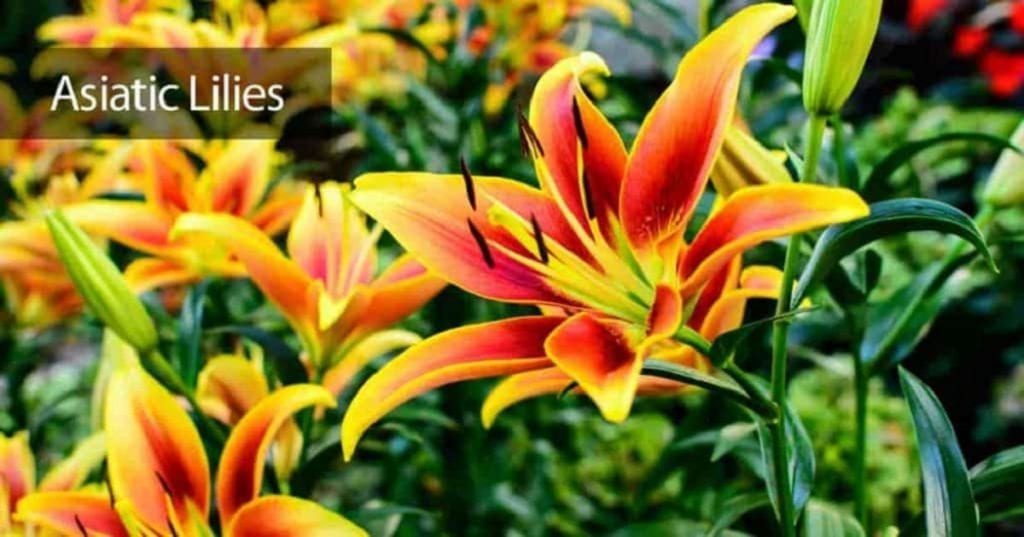 How to Deadhead Asiatic Lilies