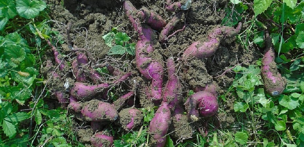 How to Grow Okinawan Sweet Potatoes