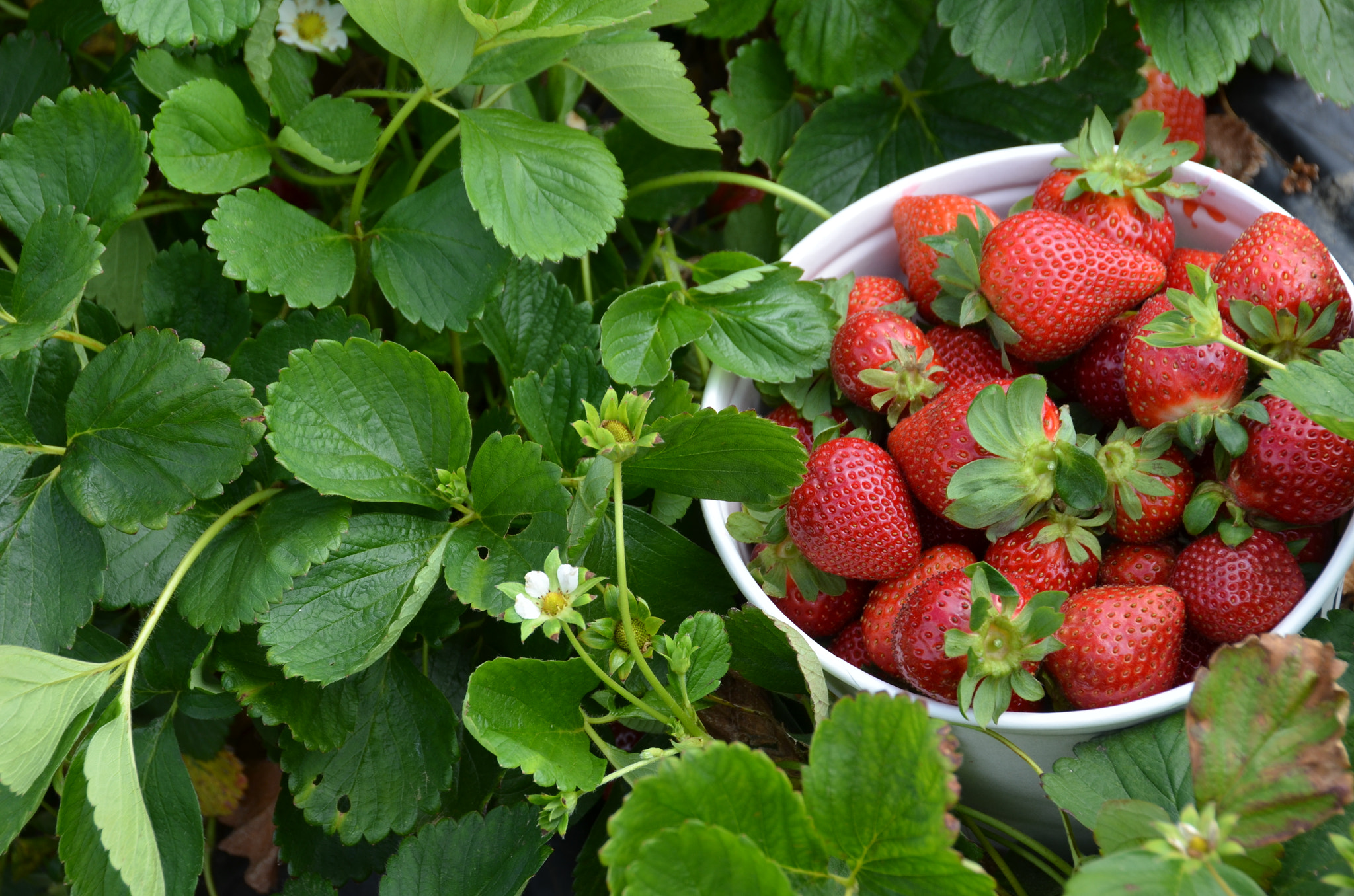 How to Grow Strawberries in Colorado