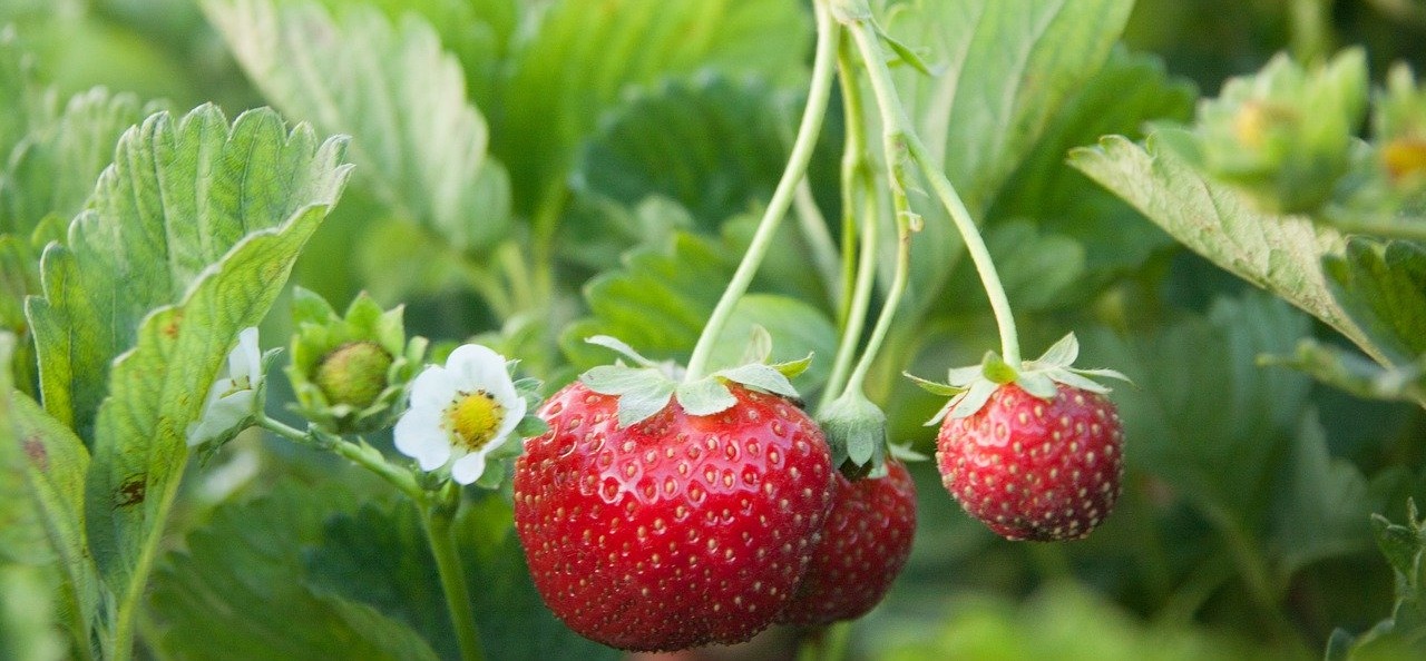 How to Grow Strawberries in Colorado 2