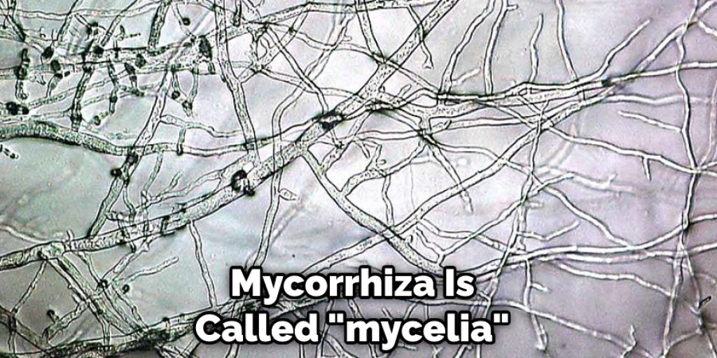 Mycorrhiza Is Called "mycelia"