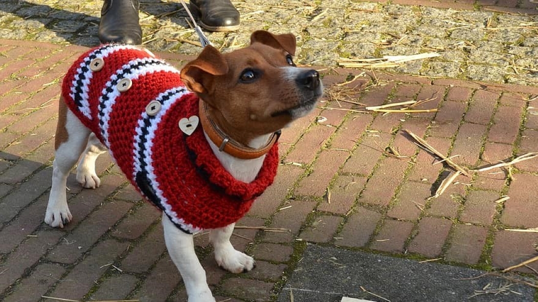 how to make a dog sweater out of a sock