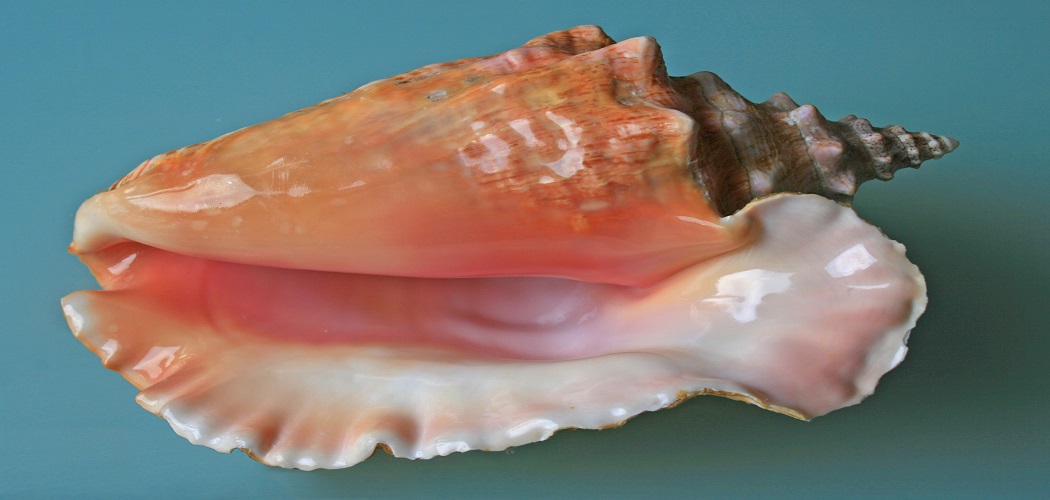 How to Get Conch out of Shell without Breaking-2