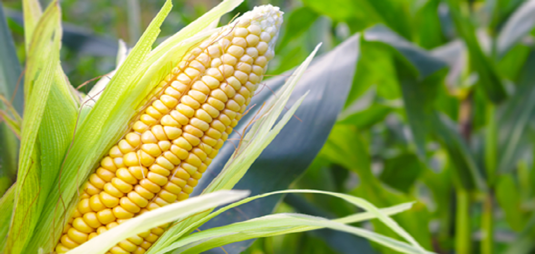 How to Grow Corn in Greenhouse Before 1