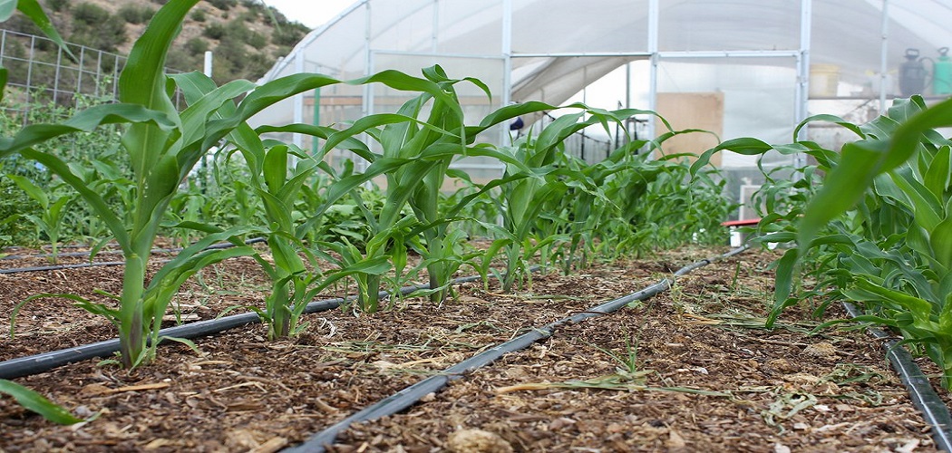 How to Grow Corn in Greenhouse Before