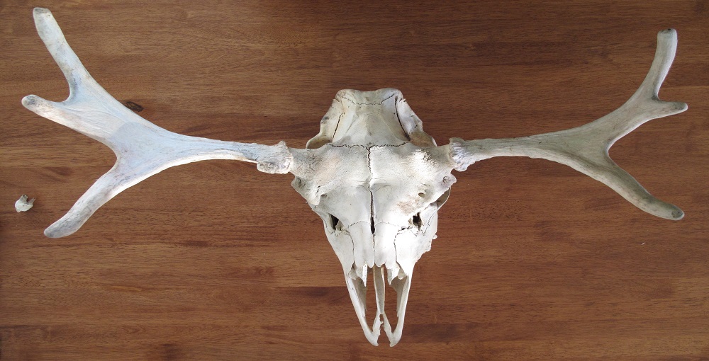 How to Make a Deer Skull White