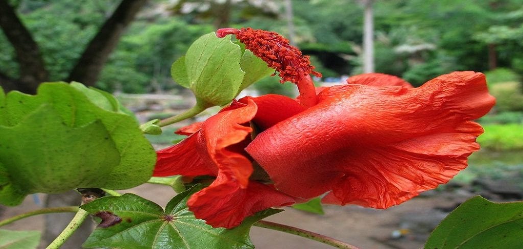 How to Preserve a Hawaiian Lei