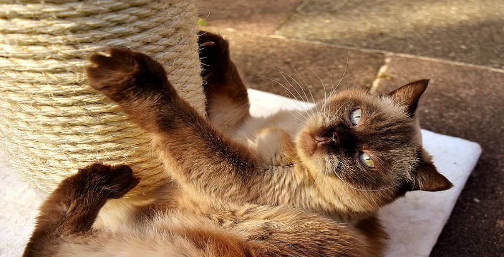 How to Repair Fabric Couch from Cat Scratches