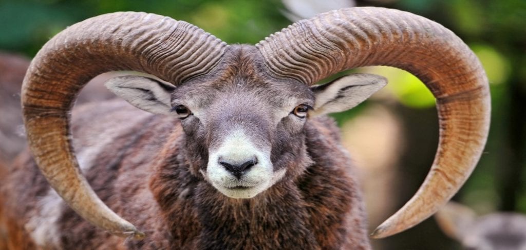 How to Make Horns Out Of Paper