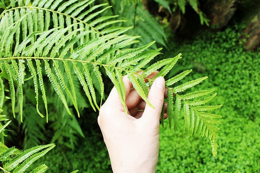 How to Revive a Dying Fern 2