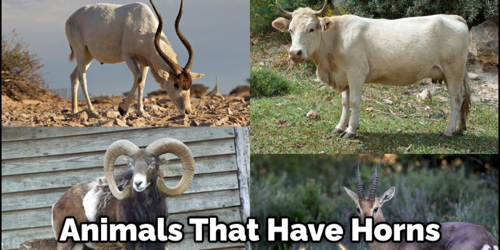 Animals That Have Horns