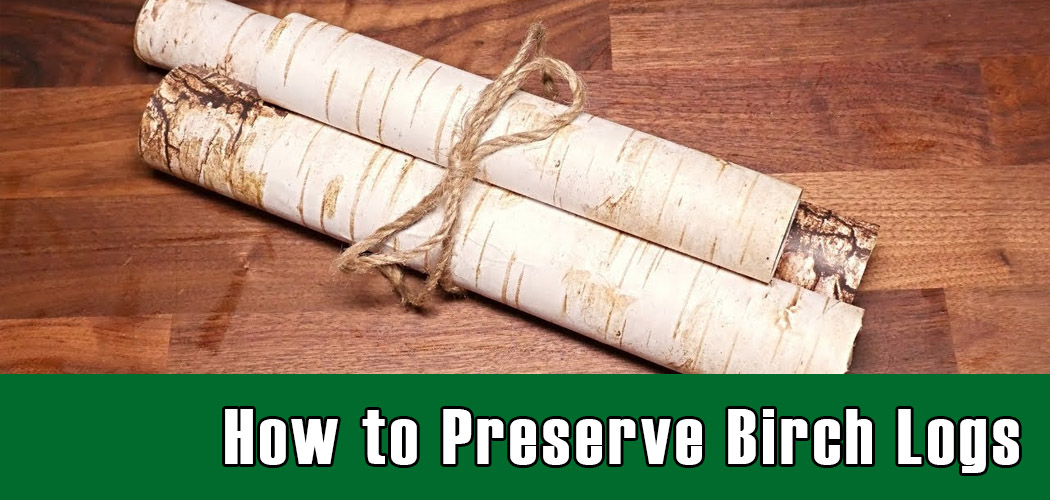 How to Preserve Birch Logs 5 Steps Simplified Solutions (2024)