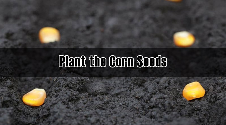 Plant the Corn Seeds