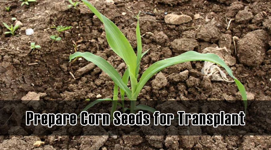 Prepare Corn Seeds for Transplant