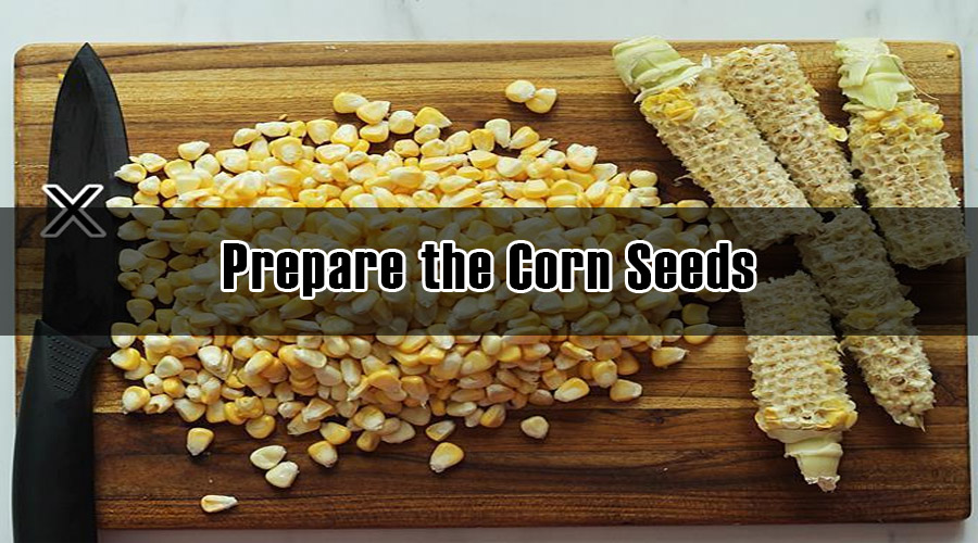 Prepare the Corn Seeds