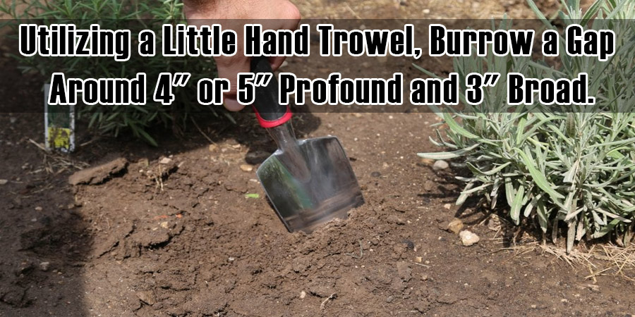 Utilizing a Little Hand Trowel, Burrow a Gap Around 4 or 5 inches Profound and 3 inches Broad.