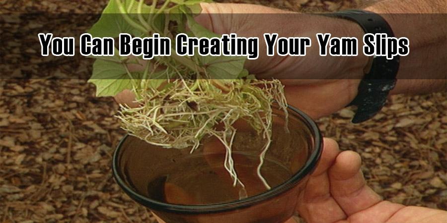 You Can Begin Creating Your Yam Slips