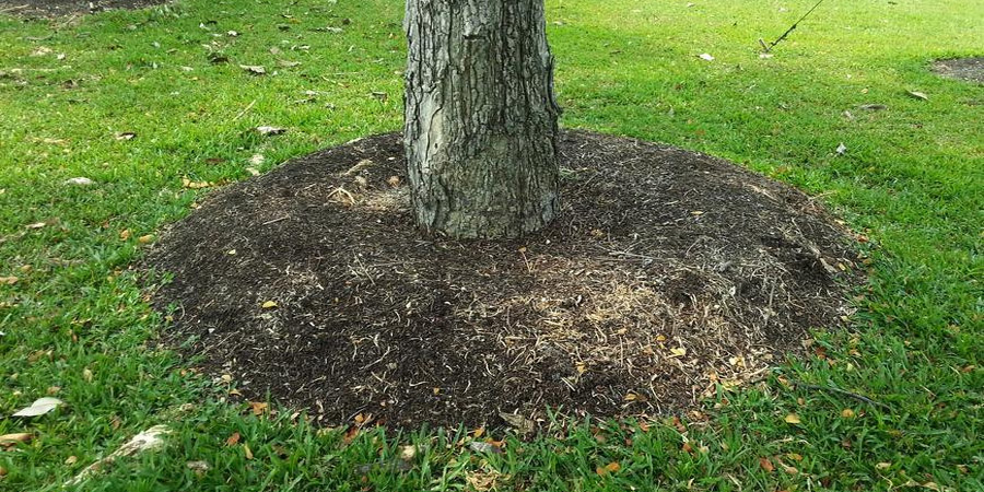 pine bark for mulching over the grass