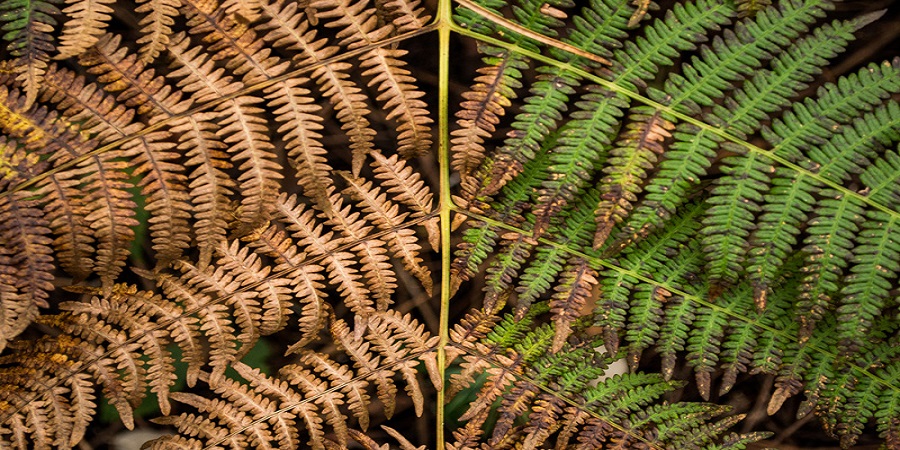 How to Revive a Dying Fern 3