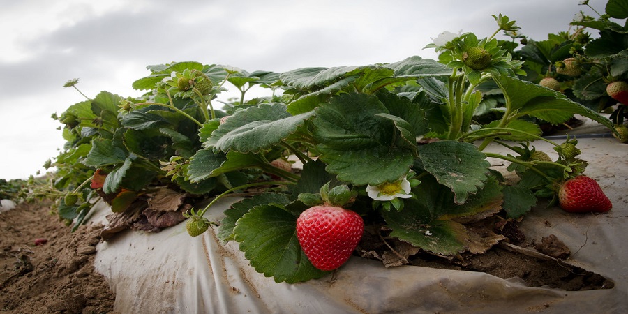 How to Grow Strawberries in Colorado 3