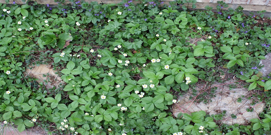 Spring Planting is Pleasant in Colorado