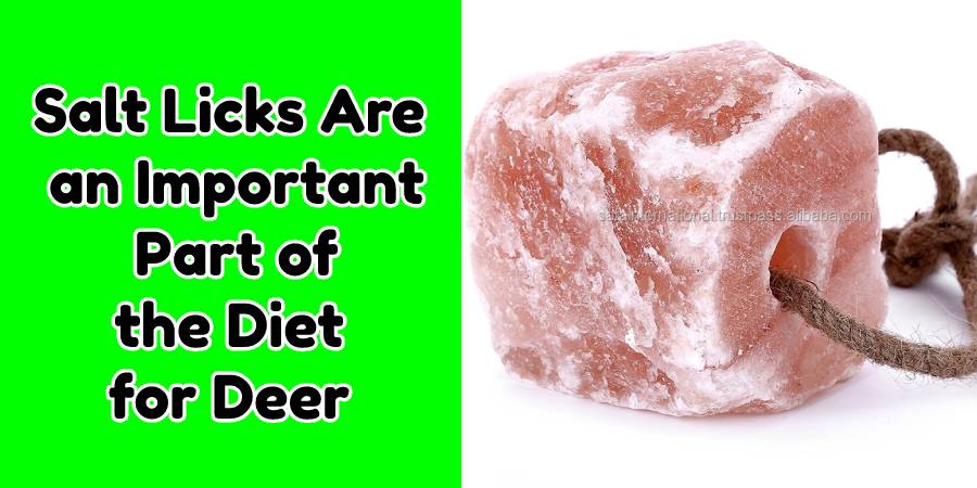 Salt Lick for Deer