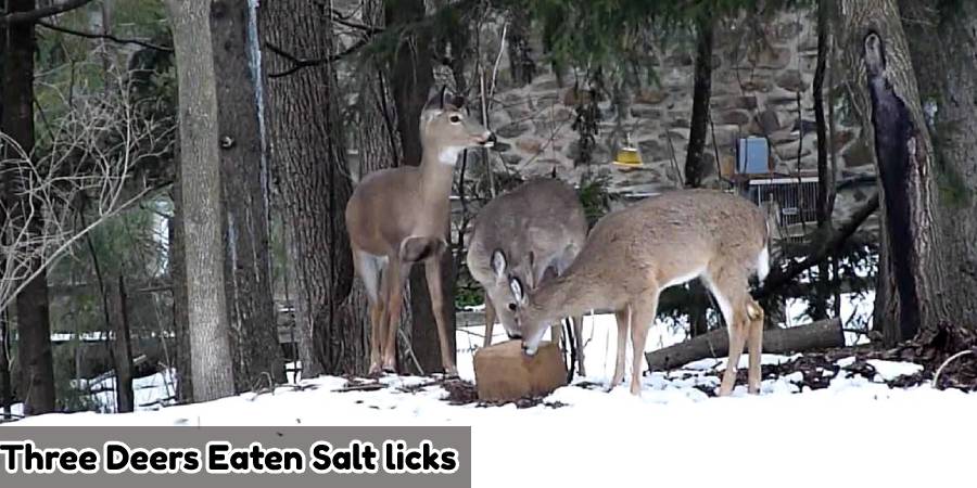 ThreeDeersEatenSaltLicks