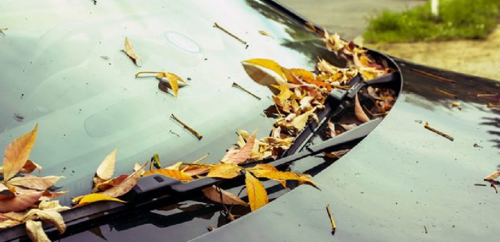 What Does Tree Sap Look Like on a Car