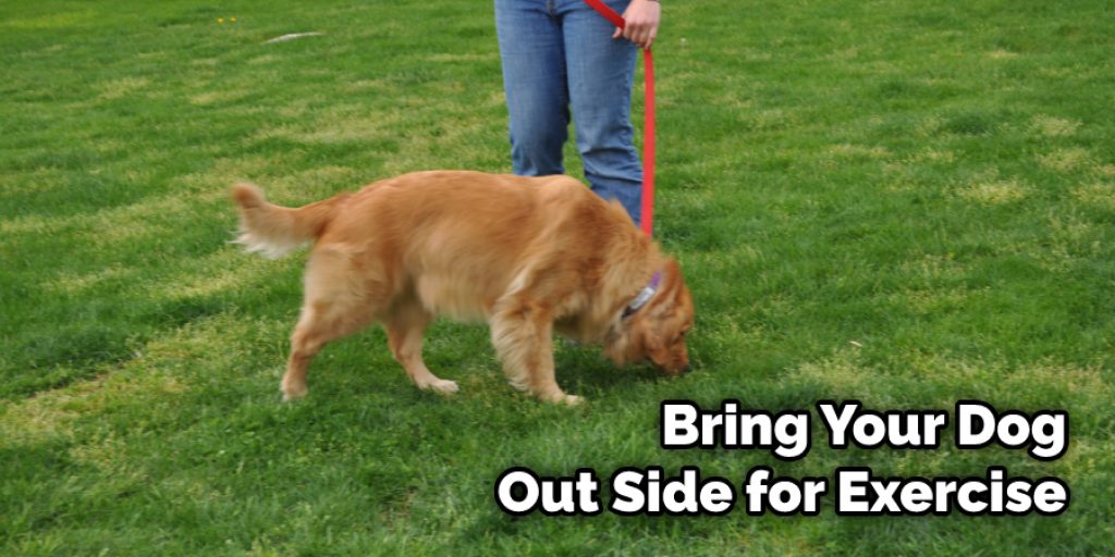 Bring Your Dog Out Side for Exercise