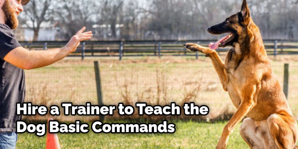 Hire a Trainer to Teach the Dog Basic Commands