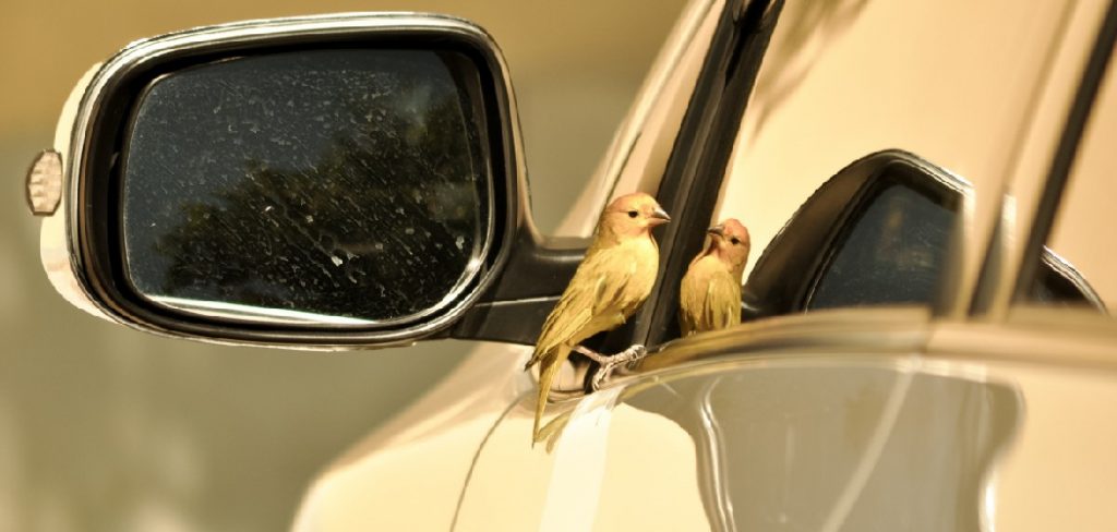 How to Clean Bird Poop Off Car Window