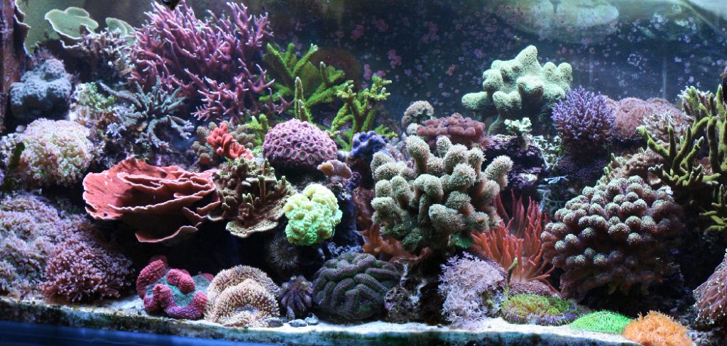 How to Cycle a Saltwater Tank in 24 Hours