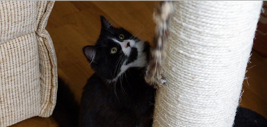 How to Stop Cats From Scratching Door Frames