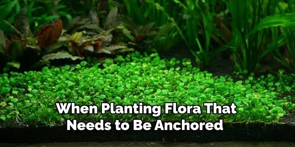  When Planting Flora That Needs to Be Anchored