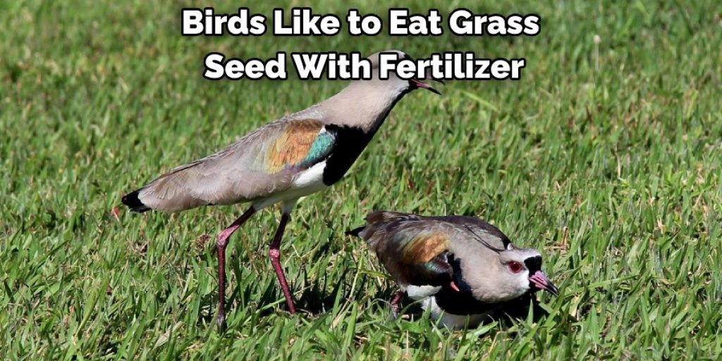 Birds Like to Eat Grass Seed With Fertilizer