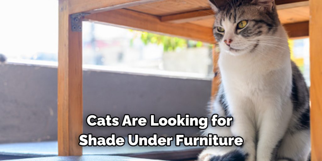 Cats Are Looking for Shade Under Furniture