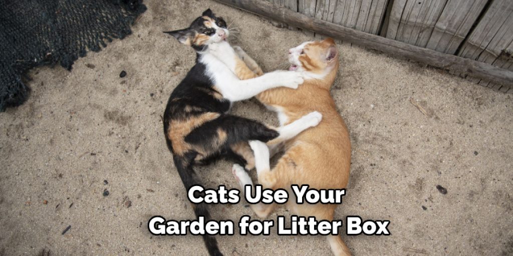 Cats Use Your Garden for Litter Box