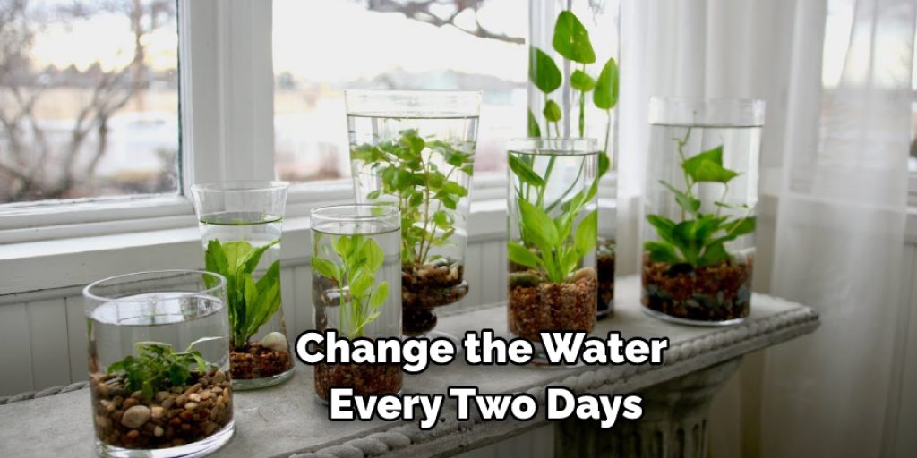 Change the Water Every Two Days