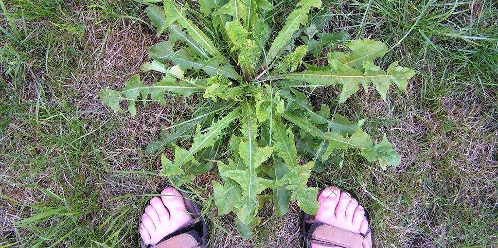 How to Deweed a Lawn