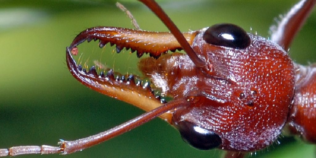 How to Get Rid of Bull Ants in Lawn
