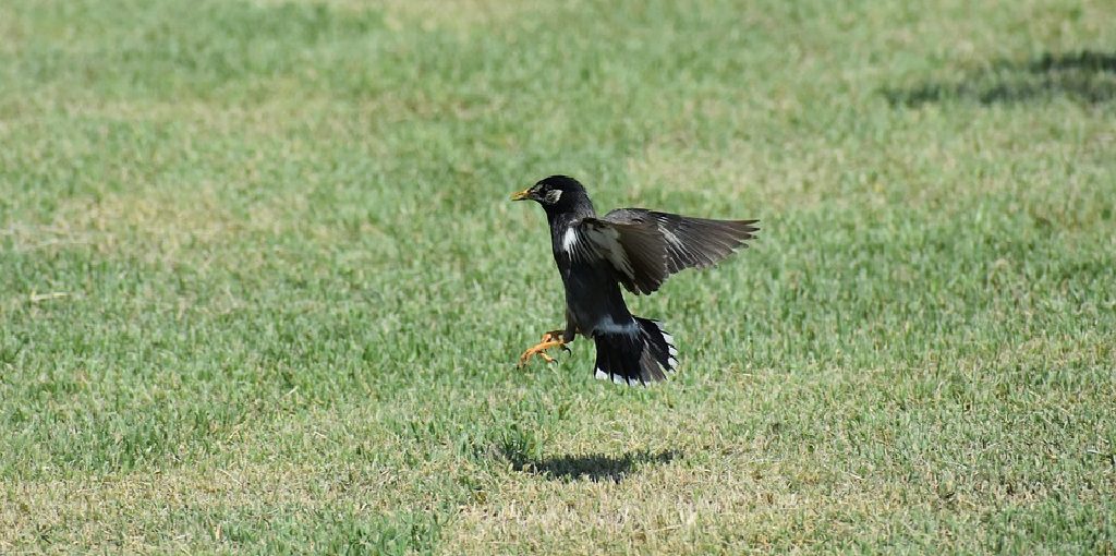 How to Keep Birds Away From Newly Seeded Lawn