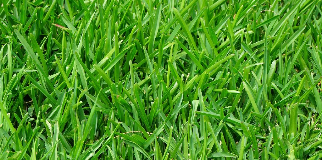 How to Keep Lawn Green With Less Water