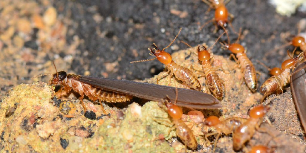 How to Kill Termites in Lawn